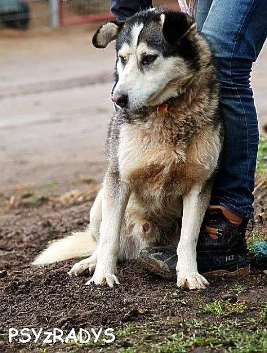 MIESZKO piękny, młody, łagodny mix husky szuka dom