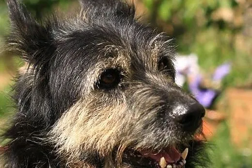 Medor - miły pies szuka domu,  mazowieckie Nowy Dw