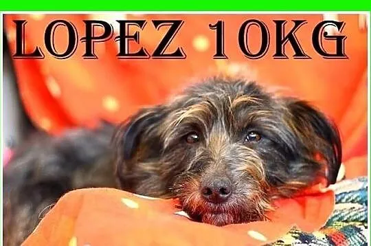 LOPEZ-średni,kudłaty przytulak,łagodny,wesoły,młody.ADOPCJA