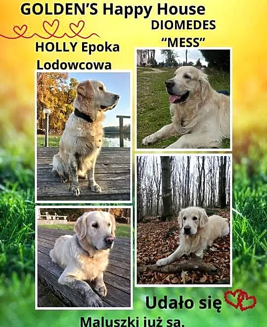 Golden Retriever - szczenięta - Wrocław, Dolnośląskie