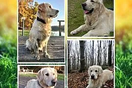 Golden Retriever - szczenięta - Wrocław