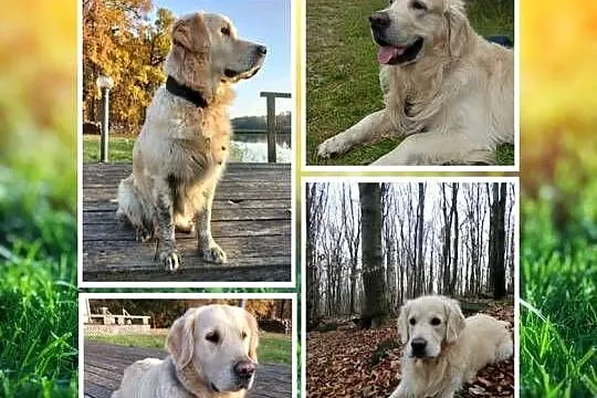 Golden Retriever - szczenięta - Wrocław, Dolnośląskie
