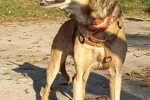 Radosna psinka Skinka,  dolnośląskie Wrocław