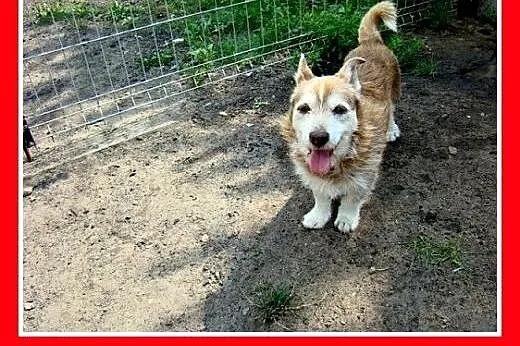 Jamnikowaty,szorstkowłosy,czekoladowy,mały piesek 