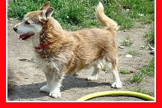 Jamnikowaty,szorstkowłosy,czekoladowy,mały piesek 