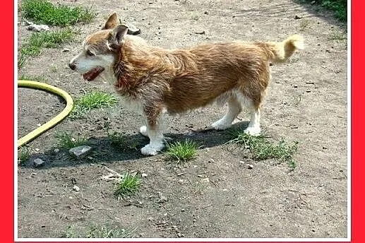 Jamnikowaty,szorstkowłosy,czekoladowy,mały piesek 