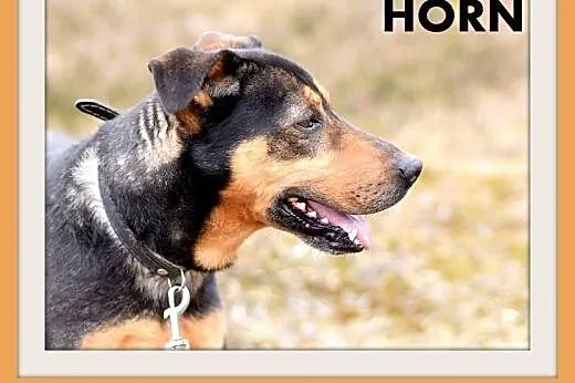 HORN średni pies dla aktywnych,łagodny,wesoły,do domu z ogródkiem.ADOPCJA,  małopolskie Kraków