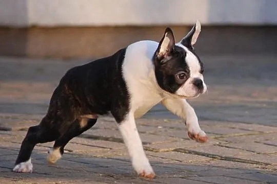 Boston Terrier - piesek z rodowodem ZKwP/FCI