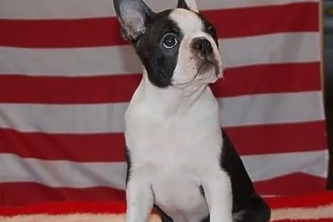 Boston Terrier - piesek z rodowodem ZKwP/FCI