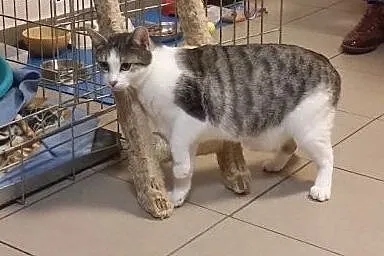 Dwie młodziutkie kotki - do adopcji w pakiecie lub
