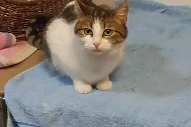 Dwie młodziutkie kotki - do adopcji w pakiecie lub