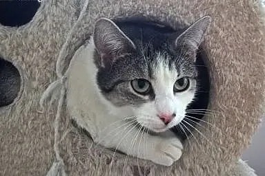 Dwie młodziutkie kotki - do adopcji w pakiecie lub