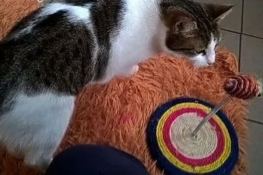 Dwie młodziutkie kotki - do adopcji w pakiecie lub