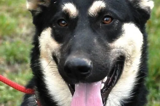 Miś szczeniak 9 mcy mix owczarek ADOPCJA, małopolskie Kraków