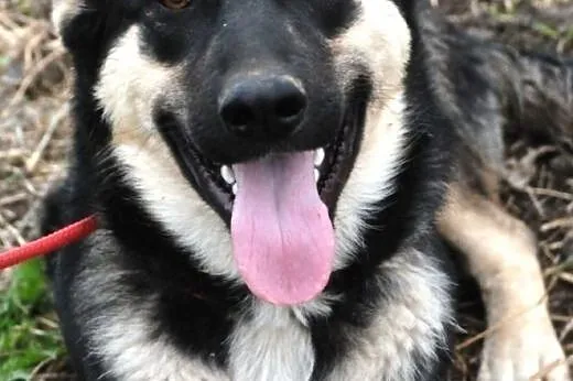 Miś szczeniak 9 mcy mix owczarek ADOPCJA,  małopol