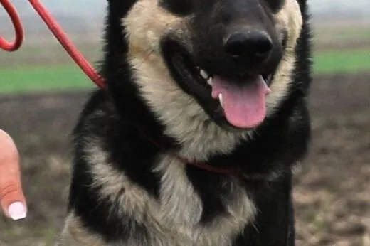 Miś szczeniak 9 mcy mix owczarek ADOPCJA,  małopol