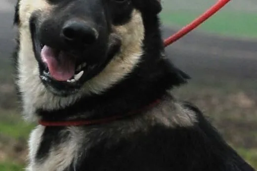 Miś szczeniak 9 mcy mix owczarek ADOPCJA,  małopol