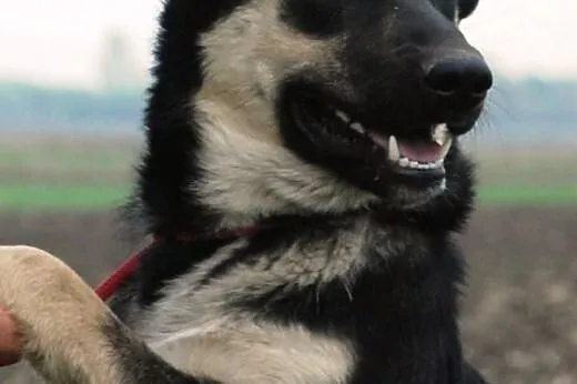 Miś szczeniak 9 mcy mix owczarek ADOPCJA,  małopol