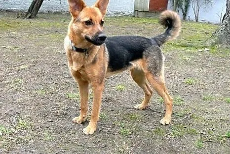 Hermiona - do pokochania na już :),  mazowieckie W
