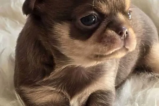 Chihuahua Czekoladowa Mini***XXS***