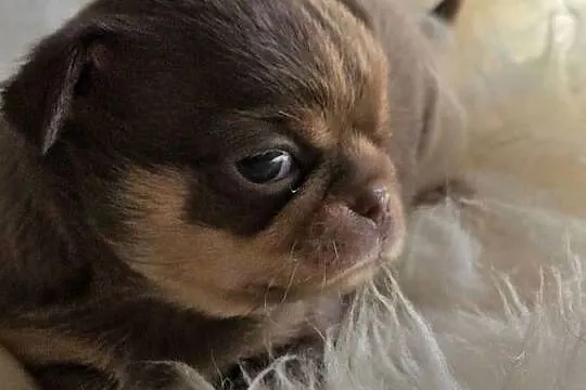 Chihuahua Czekoladowa Mini***XXS***, Śląskie, Wilkowice
