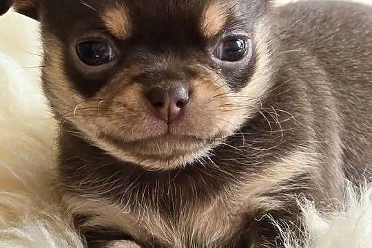 Chihuahua Czekoladowa Mini***XXS***, Śląskie, Wilkowice