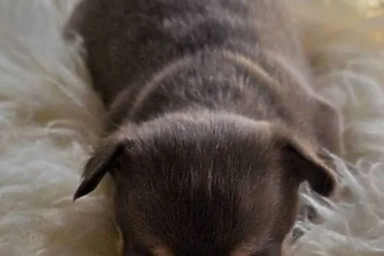 Chihuahua Czekoladowa Mini***XXS***, Śląskie, Wilkowice