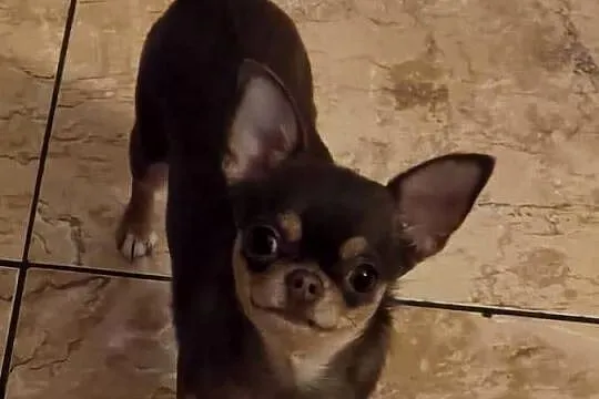 Chihuahua Czekoladowa Mini***XXS***, Śląskie, Wilkowice