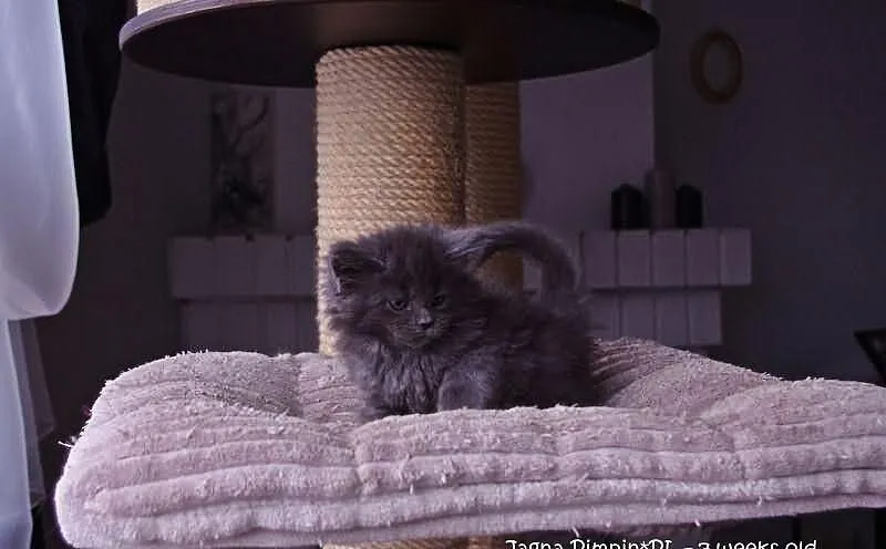 Niebieskie kociaki Maine Coon