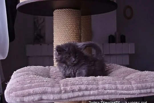 Niebieskie kociaki Maine Coon