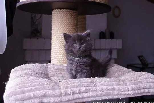 Niebieskie kociaki Maine Coon