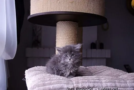 Niebieskie kociaki Maine Coon