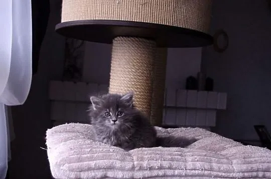 Niebieskie kociaki Maine Coon