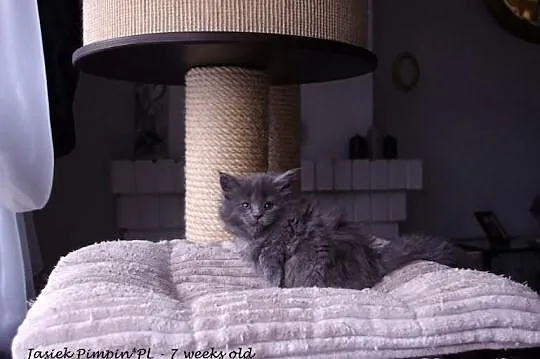 Niebieskie kociaki Maine Coon