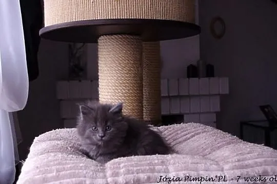 Niebieskie kociaki Maine Coon
