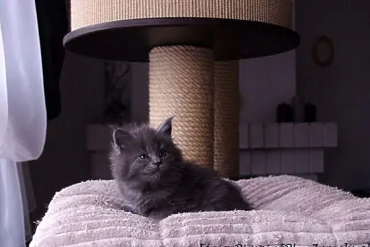 Niebieskie kociaki Maine Coon