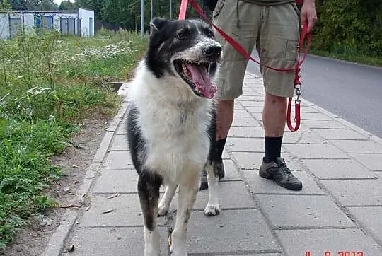 REX - schroniskowy weteran chciałby wreszcie pokoc