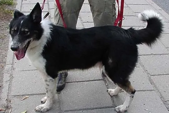 REX - schroniskowy weteran chciałby wreszcie pokoc
