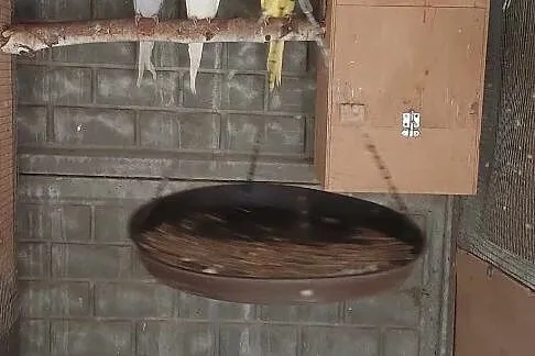 Aleksandretty mnichy rudosterki szkarlatka, Wielkopolskie, Odolanów