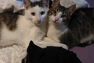 Bran&Lucy szukają domów! :),  dolnośląskie Jel