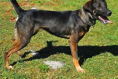 SONIA - 2,5 roczna sunia już tak długo szuka domu, adoptuj!,  mazowieckie Warszawa