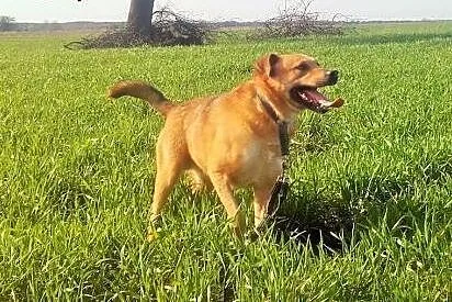 Salvo średni, czarny, wesoły przyjaciel - do adopc