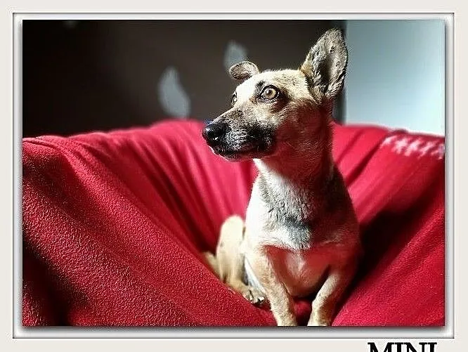 Mała 6 kg,aktywna,wesoła,towarzyska,sterylizowana suczka MINI.Adopcja., Mazowieckie, Warszawa