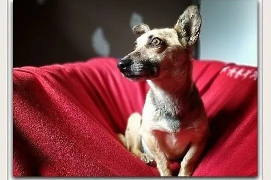 Mała 6 kg,aktywna,wesoła,towarzyska,sterylizowana suczka MINI.Adopcja.