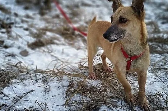 Mała 6 kg,aktywna,wesoła,towarzyska,sterylizowana suczka MINI.Adopcja., Mazowieckie, Warszawa