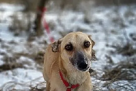 Mała 6 kg,aktywna,wesoła,towarzyska,sterylizowana suczka MINI.Adopcja., Mazowieckie, Warszawa