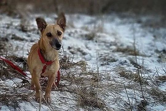 Mała 6 kg,aktywna,wesoła,towarzyska,sterylizowana suczka MINI.Adopcja., Mazowieckie, Warszawa