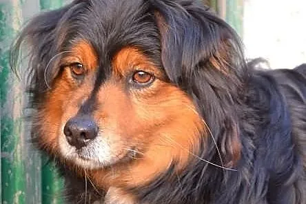 Fazi - został wyrzucony z samochodu... Teraz czeka na prawdziwy dom...