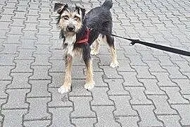 Ideal Bono szuka domku!,  mazowieckie Warszawa