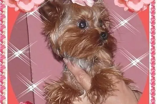 York ,yorki,yorkshire terrier! MINI PIESEK-1,20kg,REPRODUKTOR!Kraków